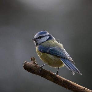 Eco Church, RSPB Big Garden Birdwatch